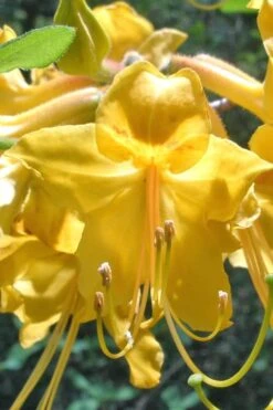 Admiral Semmes Native Azalea - Rhododendron - 3 Gallon Pot 15 Admiral Semmes Native Azalea - Rhododendron - 3 Gallon Pot -SHRUBS and BUSHES Shop Native Azalea Admiral Semmes 500x750 1