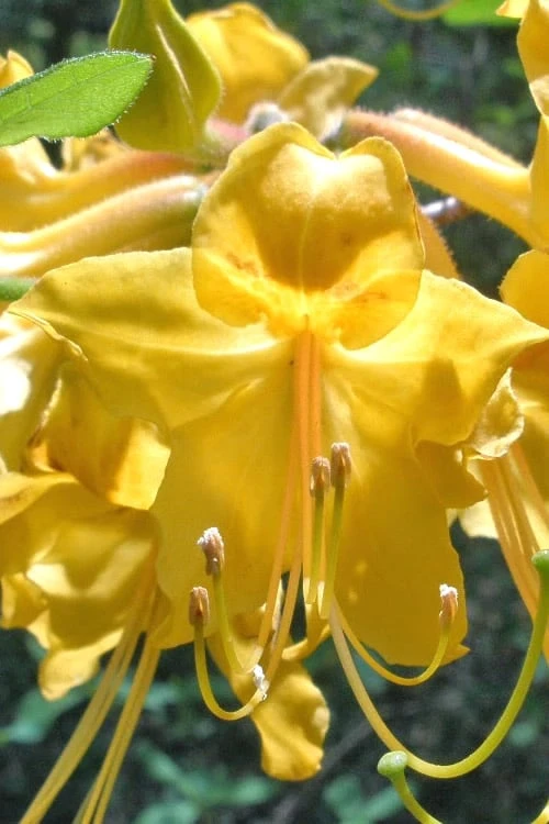 Admiral Semmes Native Azalea - Rhododendron - 3 Gallon Pot 7 Admiral Semmes Native Azalea - Rhododendron - 3 Gallon Pot - Image 5
