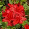 Augies Red Aromi Azalea (Rhododendron Hybrid) - 3 Gallon Pot 2 Augies Red Aromi Azalea (Rhododendron Hybrid) - 3 Gallon Pot -SHRUBS and BUSHES Shop Native Azalea Augies Red 3