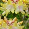 Clear Creek Aromi Azalea (Rhododendron) - 1 Gallon Pot -SHRUBS and BUSHES Shop Native Azalea Clear Creek Aromi 20