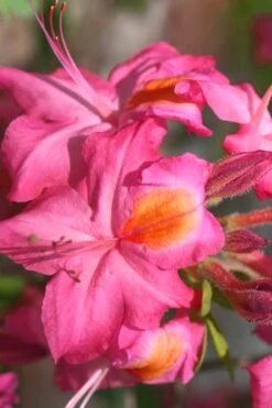 Country Cousin Pink Aromi Azalea (Rhododendron Hybrid) - 1 Gallon Pot -SHRUBS and BUSHES Shop Native Azalea Country Cousin 3