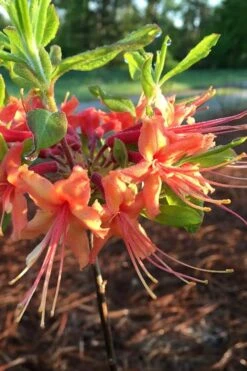 Evening Sunset Native Azalea (Rhododendron Austrinum) - 3 Gallon Pot 10 Evening Sunset Native Azalea (Rhododendron Austrinum) - 3 Gallon Pot -SHRUBS and BUSHES Shop Native Azalea Evening Sunset 1