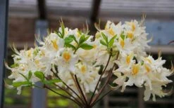 High Tide Aromi Azalea (Deciduous Rhododendron Hybrid) - 1 Gallon Pot 10 High Tide Aromi Azalea (Deciduous Rhododendron Hybrid) - 1 Gallon Pot -SHRUBS and BUSHES Shop Native Azalea High Tide 2