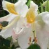 High Tide Aromi Azalea (Deciduous Rhododendron Hybrid) - 1 Gallon Pot -SHRUBS and BUSHES Shop Native Azalea Hight Tide 1