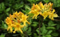 Jane's Gold Aromi Azalea (Rhododendron Hybrid) - 3 Gallon Pot 12 Jane's Gold Aromi Azalea (Rhododendron Hybrid) - 3 Gallon Pot -SHRUBS and BUSHES Shop Native Azalea Janes Gold 3