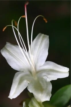 June Jubilee Aromi Azalea (Rhododendron Hybrid) - 3 Gallon Pot 9 June Jubilee Aromi Azalea (Rhododendron Hybrid) - 3 Gallon Pot -SHRUBS and BUSHES Shop Native Azalea June Jubilee 2