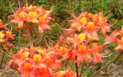 King's Trumpeter Aromi Azalea (Rhododendron Hybrid) - 3 Gallon Pot -SHRUBS and BUSHES Shop Native Azalea Kings Trumpeter 3