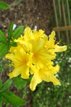 Lemonade Aromi Azalea (Rhododendron Hybrid) - 1 Gallon Pot 9 Lemonade Aromi Azalea (Rhododendron Hybrid) - 1 Gallon Pot -SHRUBS and BUSHES Shop Native Azalea Lemonade 10 1