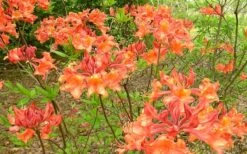Mauvilla Gold Aromi Azalea (Rhododendron Hybrid) - 1 Gallon Pot 10 Mauvilla Gold Aromi Azalea (Rhododendron Hybrid) - 1 Gallon Pot -SHRUBS and BUSHES Shop Native Azalea Mauvila Gold 1