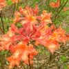 Mauvilla Gold Aromi Azalea (Rhododendron Hybrid) - 1 Gallon Pot 1 Mauvilla Gold Aromi Azalea (Rhododendron Hybrid) - 1 Gallon Pot -SHRUBS and BUSHES Shop Native Azalea Mauvila Gold 10