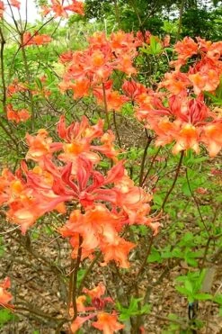 Mauvilla Gold Aromi Azalea (Rhododendron Hybrid) - 1 Gallon Pot 11 Mauvilla Gold Aromi Azalea (Rhododendron Hybrid) - 1 Gallon Pot -SHRUBS and BUSHES Shop Native Azalea Mauvila Gold 2