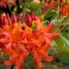 Oconee Native Azalea - Rhododendron Flammeum Speciosum - 3 Gallon Pot 2 Oconee Native Azalea - Rhododendron Flammeum Speciosum - 3 Gallon Pot -SHRUBS and BUSHES Shop Native Azalea Oconee Flammeum 11