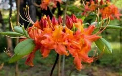 Oconee Native Azalea - Rhododendron Flammeum Speciosum - 3 Gallon Pot -SHRUBS and BUSHES Shop Native Azalea Oconee Flammeum 20