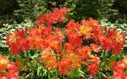 Oconee Native Azalea - Rhododendron Flammeum Speciosum - 3 Gallon Pot -SHRUBS and BUSHES Shop Native Azalea Oconee Flammeum 4