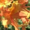 Orange Marmalade Native Azalea - 1 Gallon Pot -SHRUBS and BUSHES Shop Native Azalea Orange Marrmalade 1