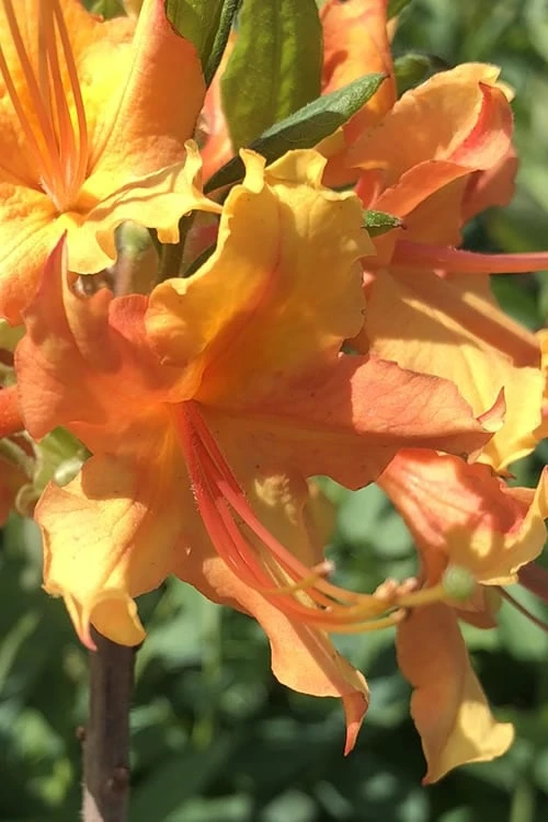 Orange Marmalade Native Azalea - 1 Gallon Pot 3 Orange Marmalade Native Azalea - 1 Gallon Pot