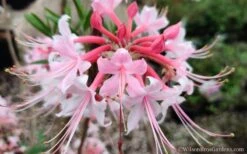 Varnadoes Phlox Pink Native Azalea - Rhododendron Canescens - 1 Gallon Pot 23 Varnadoes Phlox Pink Native Azalea - Rhododendron Canescens - 1 Gallon Pot -SHRUBS and BUSHES Shop Native Azalea Phlox Pink 30