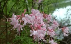 Pink Alabama Native Azalea - Rhododendron - 3 Gallon Pot -SHRUBS and BUSHES Shop Native Azalea Pink Alabamense 3