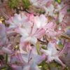 Pink Alabama Native Azalea - Rhododendron - 3 Gallon Pot -SHRUBS and BUSHES Shop Native Azalea Pink Alabamense 4