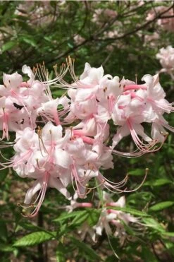 Pink Alabama Native Azalea - Rhododendron - 3 Gallon Pot -SHRUBS and BUSHES Shop Native Azalea Pink Alabamense 5