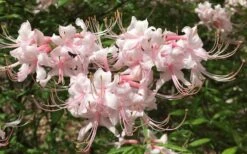 Pink Alabama Native Azalea - Rhododendron - 3 Gallon Pot -SHRUBS and BUSHES Shop Native Azalea Pink Alabamense 7