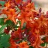 Red Pepper Aromi Azalea (Rhododendron Hybrid) - 1 Gallon Pot 2 Red Pepper Aromi Azalea (Rhododendron Hybrid) - 1 Gallon Pot -SHRUBS and BUSHES Shop Native Azalea Red Pepper 1