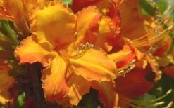 Solar Glow Sunbow Azalea - 2 Gallon Pot 9 Solar Glow Sunbow Azalea - 2 Gallon Pot -SHRUBS and BUSHES Shop Native Azalea Solar Glow 2