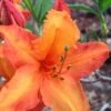 Solar Glow Sunbow Azalea - 2 Gallon Pot 2 Solar Glow Sunbow Azalea - 2 Gallon Pot -SHRUBS and BUSHES Shop Native Azalea Solar Sunglow 1