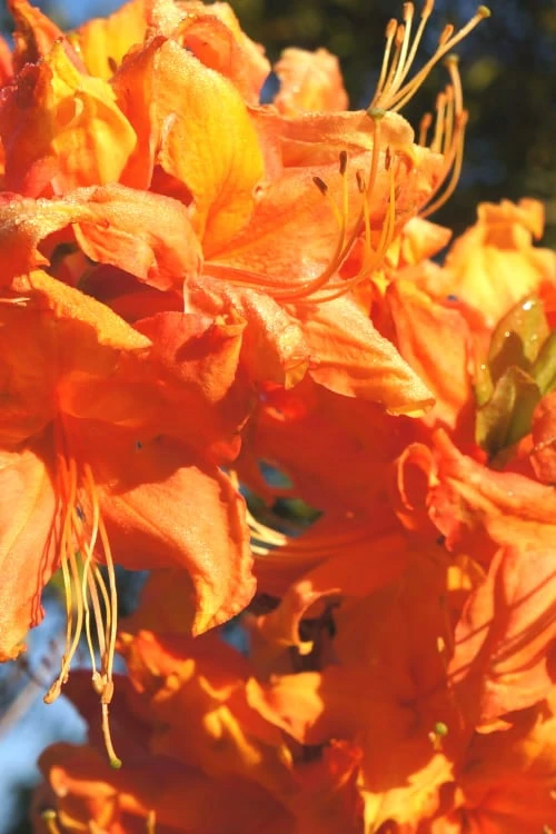 Solar Ray Sunbow Azalea - 3 Gallon Pot 3 Solar Ray Sunbow Azalea - 3 Gallon Pot