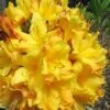 Spring Fanfare Aromi Azalea (Rhododendron Hybrid) - 3 Gallon Pot 1 Spring Fanfare Aromi Azalea (Rhododendron Hybrid) - 3 Gallon Pot -SHRUBS and BUSHES Shop Native Azalea Spring Fanfare 2