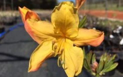 Spring Fanfare Aromi Azalea (Rhododendron Hybrid) - 3 Gallon Pot 9 Spring Fanfare Aromi Azalea (Rhododendron Hybrid) - 3 Gallon Pot -SHRUBS and BUSHES Shop Native Azalea Spring Fanfare 3