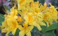 Sunny Side Up Aromi Azalea (Rhododendron Hybrid) - 3 Gallon Pot -SHRUBS and BUSHES Shop Native Azalea Sunny Side Up 5