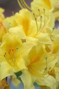 Sunny Side Up Aromi Azalea (Rhododendron Hybrid) - 3 Gallon Pot -SHRUBS and BUSHES Shop Native Azalea Sunny Side Up 6