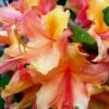 Tallulah Sunrise Native Azalea (Rhododendron) - 3 Gallon Pot 1 Tallulah Sunrise Native Azalea (Rhododendron) - 3 Gallon Pot -SHRUBS and BUSHES Shop Native Azalea Tallulah Sunrise 20