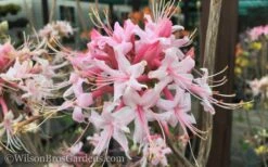 Varnadoes Phlox Pink Native Azalea - Rhododendron Canescens - 1 Gallon Pot 19 Varnadoes Phlox Pink Native Azalea - Rhododendron Canescens - 1 Gallon Pot -SHRUBS and BUSHES Shop Native Azalea Varnadoes Pink Phlox 50