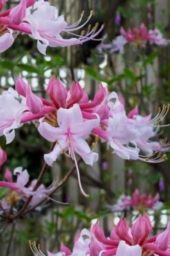 Varnadoes Phlox Pink Native Azalea - Rhododendron Canescens - 1 Gallon Pot