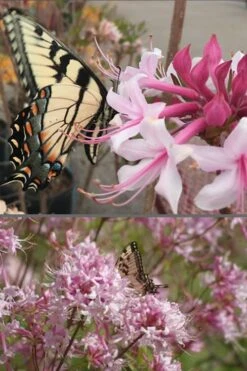 Varnadoes Phlox Pink Native Azalea - Rhododendron Canescens - 1 Gallon Pot 16 Varnadoes Phlox Pink Native Azalea - Rhododendron Canescens - 1 Gallon Pot -SHRUBS and BUSHES Shop Native Azalea Varnadoes Pink Phlox 55