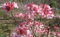 Varnadoes Phlox Pink Native Azalea - Rhododendron Canescens - 1 Gallon Pot 18 Varnadoes Phlox Pink Native Azalea - Rhododendron Canescens - 1 Gallon Pot -SHRUBS and BUSHES Shop Native Azalea Varnadoes pink Blooms 3
