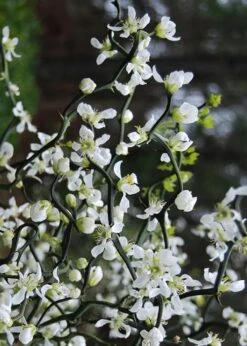 Flying Dragon Hardy Orange Tree - 7 Gallon Pot (3-4') -SHRUBS and BUSHES Shop Orange Flying Dragon 10