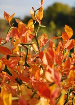 Flying Dragon Hardy Orange Tree - 7 Gallon Pot (3-4') -SHRUBS and BUSHES Shop Orange Flying Dragon 13