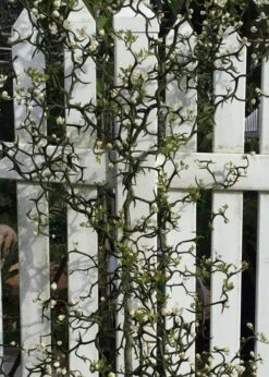 Flying Dragon Hardy Orange Tree - 7 Gallon Pot (3-4') -SHRUBS and BUSHES Shop Orange Flying Dragon 3