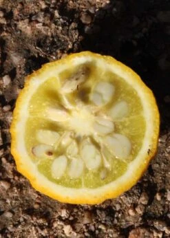 Flying Dragon Hardy Orange Tree - 7 Gallon Pot (3-4') -SHRUBS and BUSHES Shop Orange Flying Dragon 5