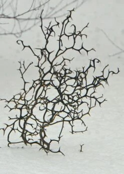 Flying Dragon Hardy Orange Tree - 7 Gallon Pot (3-4') -SHRUBS and BUSHES Shop Orange Flying Dragon 7