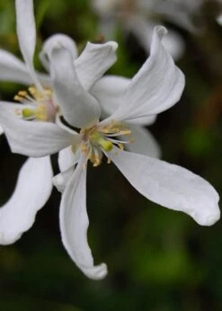 Flying Dragon Hardy Orange Tree - 7 Gallon Pot (3-4') -SHRUBS and BUSHES Shop Orange Flying Dragon 8