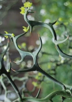 Flying Dragon Hardy Orange Tree - 7 Gallon Pot (3-4') -SHRUBS and BUSHES Shop Orange Flying Dragon 9