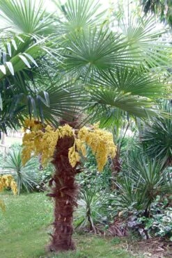 Windmill Cold Hardy Palm Tree - 2 Gallon Pot -SHRUBS and BUSHES Shop Palm Windmill 500x750 2