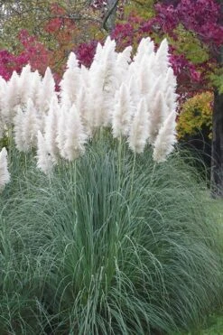 White Pampas Grass - 3 Gallon Pot -SHRUBS and BUSHES Shop Pampas Grass White 11