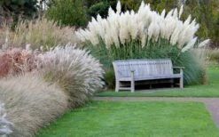 White Pampas Grass - 3 Gallon Pot -SHRUBS and BUSHES Shop Pampas Grass White 6