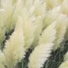 White Pampas Grass - 1 Gallon Pot -SHRUBS and BUSHES Shop Pampas Grass White Rev 500x750 1