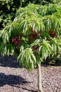 Bonanza Dwarf Patio Peach Tree - 3 Gallon Pot -SHRUBS and BUSHES Shop Peach Bonanza 2